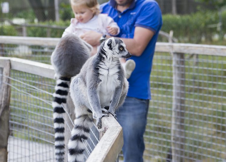 Father and daughter playing with lemurs at the zoo
