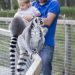 Father and daughter playing with lemurs at the zoo
