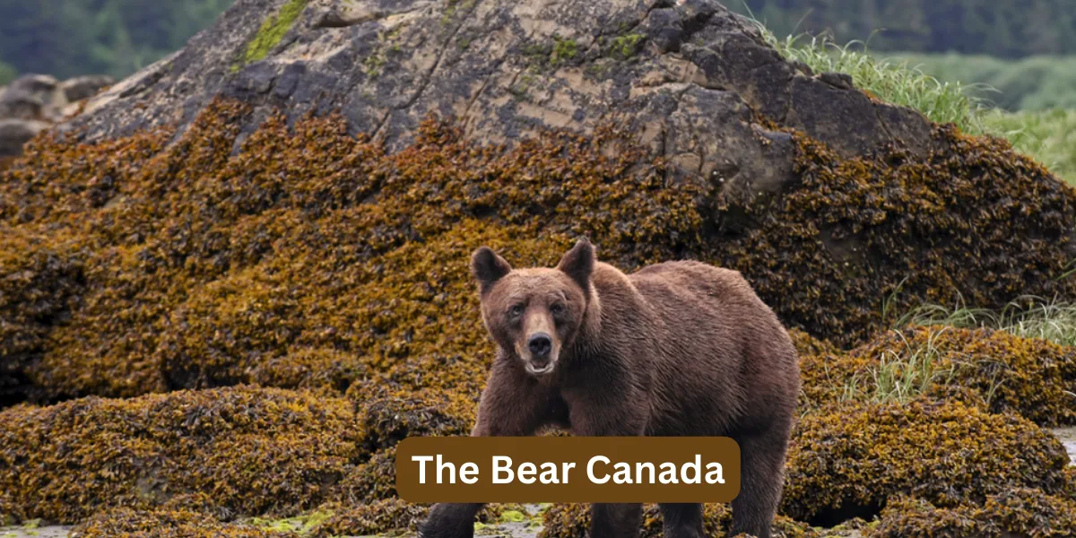 The Bear Canada