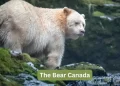 The Bear Canada
