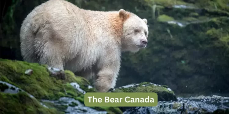 The Bear Canada