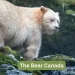 The Bear Canada