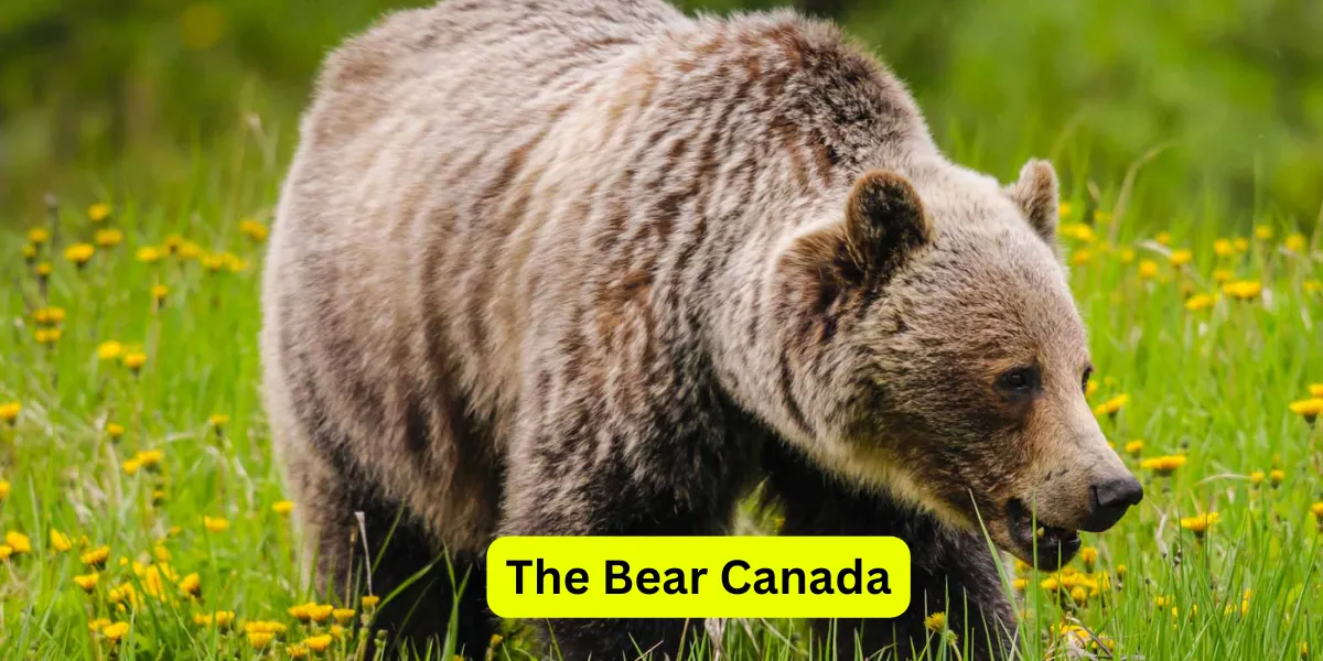 The Bear Canada