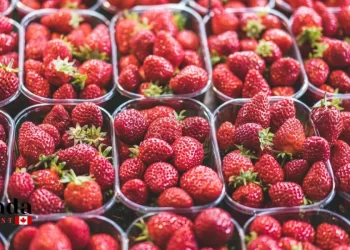 Where To Find Ontario’S Best Farmers Markets