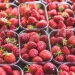 Where To Find Ontario’S Best Farmers Markets