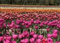 How To Best Enjoy Jp Niagara Tulip Experience