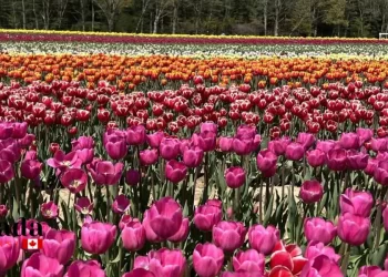 How To Best Enjoy Jp Niagara Tulip Experience
