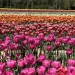 How To Best Enjoy Jp Niagara Tulip Experience