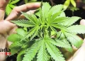 Cannabis-Friendly Things To Do On 4-20