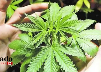 Cannabis-Friendly Things To Do On 4-20