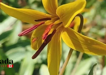 Spring Has Sprung In Ontario – Like, Actually!