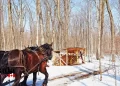 What Are The Best Maple Farms In Ontario?