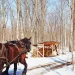 What Are The Best Maple Farms In Ontario?