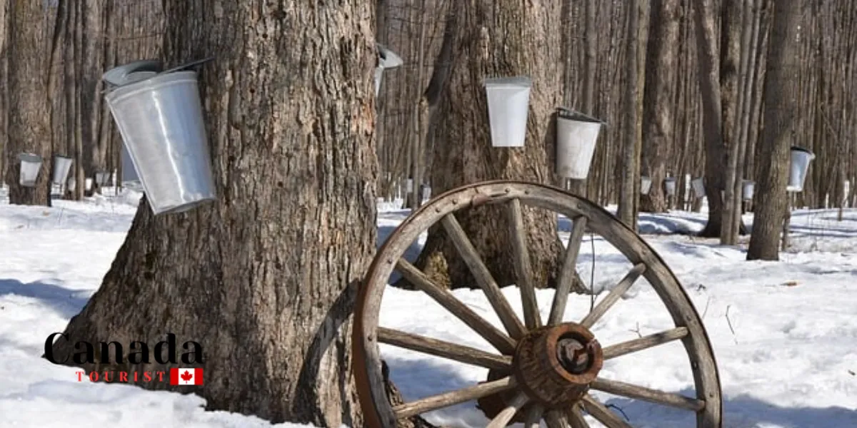 What Are The Best Maple Farms In Ontario?