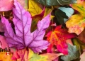 Things To Do With Spectacular Fall Colour Views