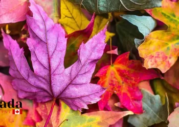 Things To Do With Spectacular Fall Colour Views