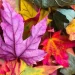 Things To Do With Spectacular Fall Colour Views