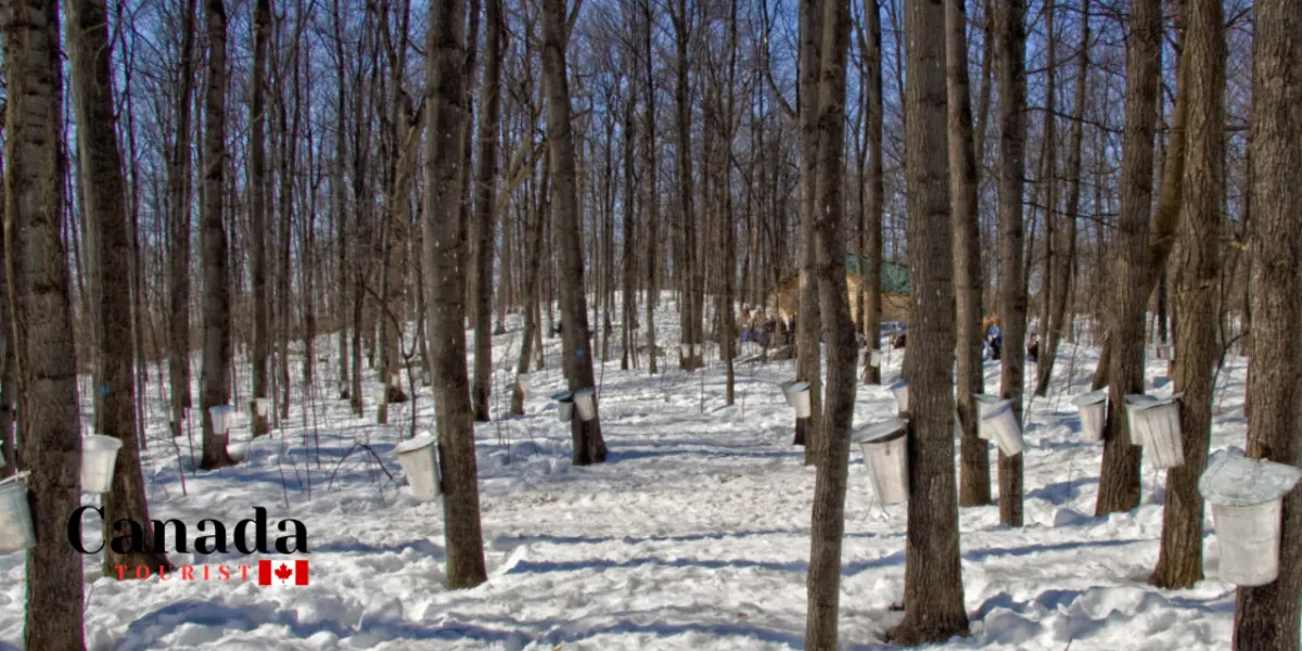 What Are The Best Maple Farms In Ontario?