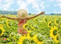 Flower Power: The Best Places To Walk Among Sunflowers In Ontario