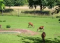 Zoos In Canada – Top 5 Must-Visit Zoos In Canada