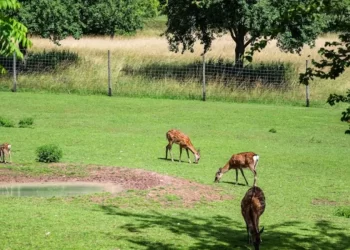 Zoos In Canada – Top 5 Must-Visit Zoos In Canada