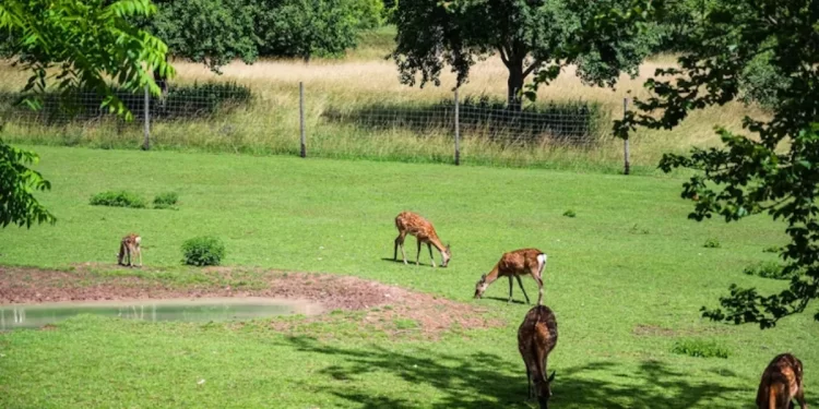 Zoos In Canada – Top 5 Must-Visit Zoos In Canada