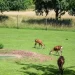 Zoos In Canada – Top 5 Must-Visit Zoos In Canada
