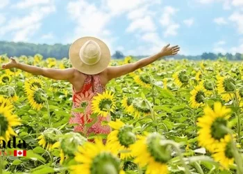 Flower Power: The Best Places To Walk Among Sunflowers In Ontario