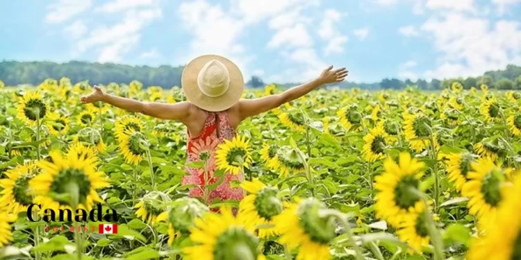 Flower Power: The Best Places To Walk Among Sunflowers In Ontario