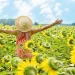 Flower Power: The Best Places To Walk Among Sunflowers In Ontario