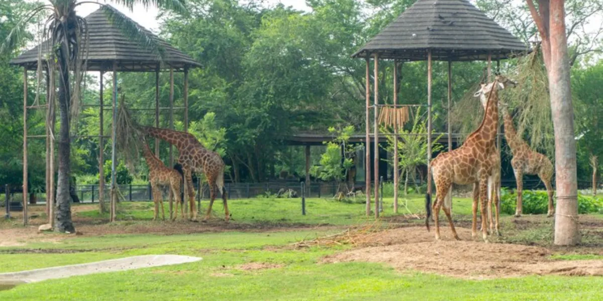 Zoos In Canada – Top 5 Must-Visit Zoos In Canada