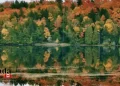 Algonquin Park Fall Colours