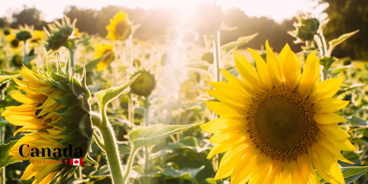 Flower Power: The Best Places To Walk Among Sunflowers In Ontario