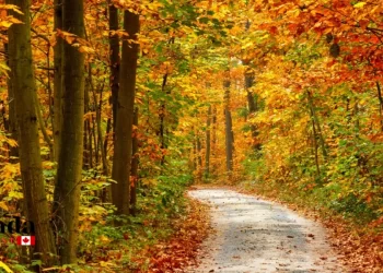 Lake Simcoe Fall Colour Routes