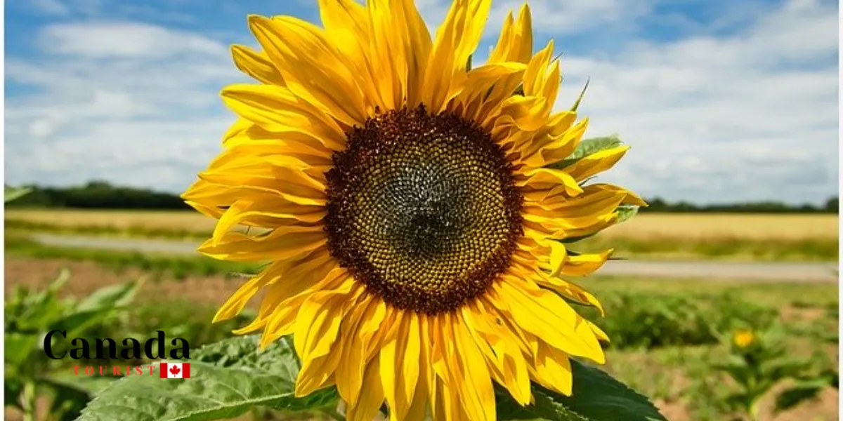 Flower Power: The Best Places To Walk Among Sunflowers In Ontario