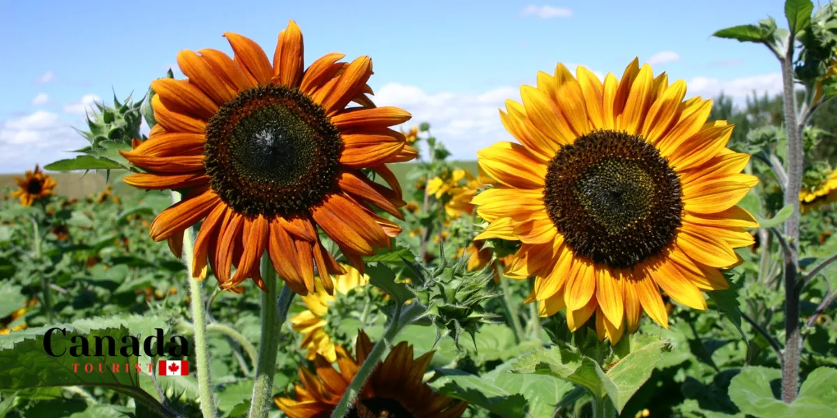 Flower Power: The Best Places To Walk Among Sunflowers In Ontario