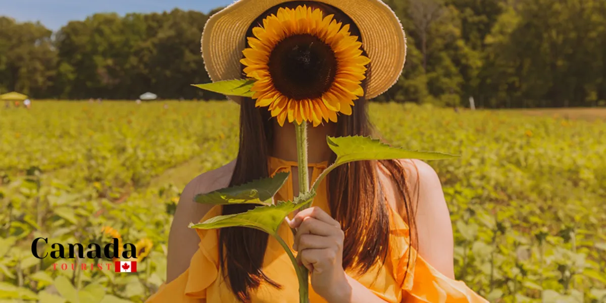 Flower Power: The Best Places To Walk Among Sunflowers In Ontario