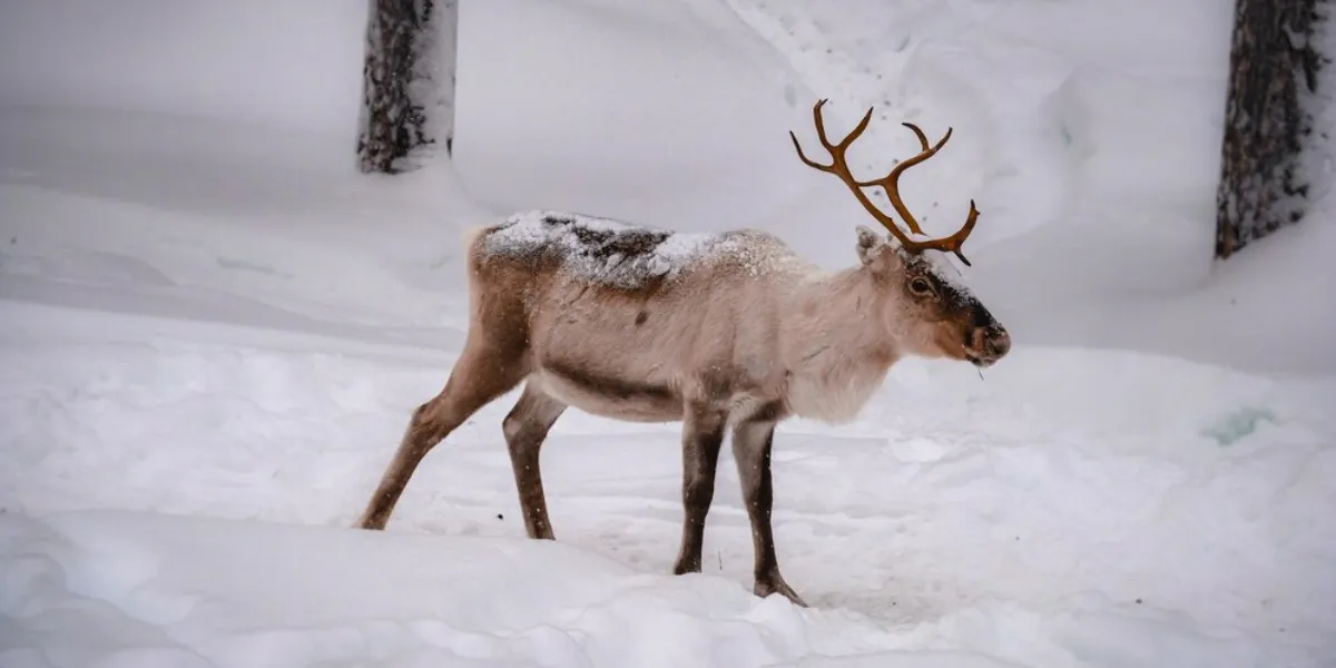 How Do Winter Winds Affect Canadians?