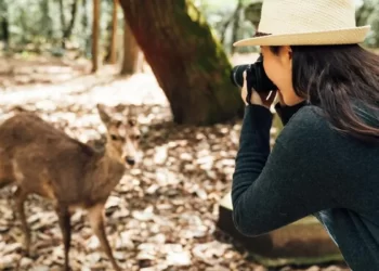 Exploring Canada's Wildlife: A Natural Exploration