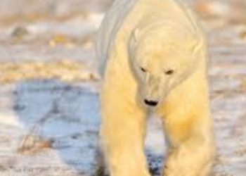 Update: The Bear Necessities Of Canada: An Insider’s Guide To Bear Watching