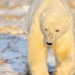 Update: The Bear Necessities Of Canada: An Insider’s Guide To Bear Watching