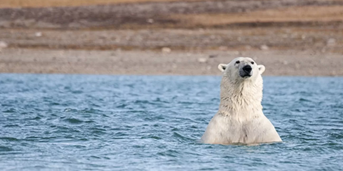 Wildlife Encounters: Aboard and Ashore