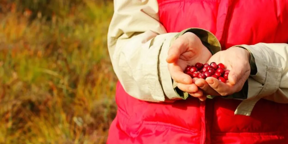 WHERE TO STOP ON THE MUSKOKA CRANBERRY ROUTE