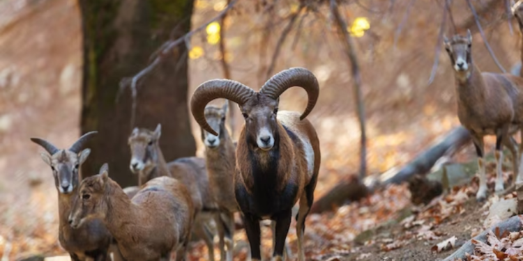 Wildlife In Canada: 11 Animals You Could Meet