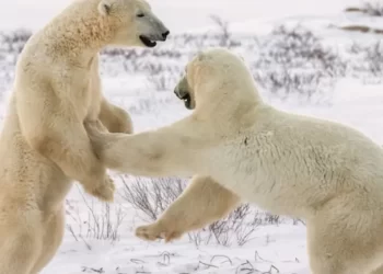 A Guide To Polar Bears In Manitoba