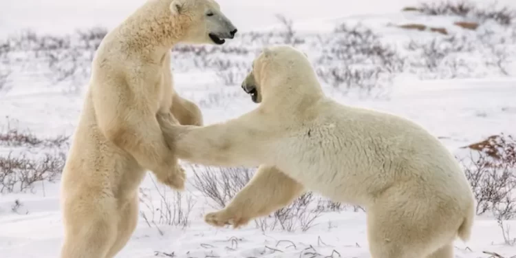 A Guide To Polar Bears In Manitoba