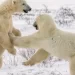 A Guide To Polar Bears In Manitoba