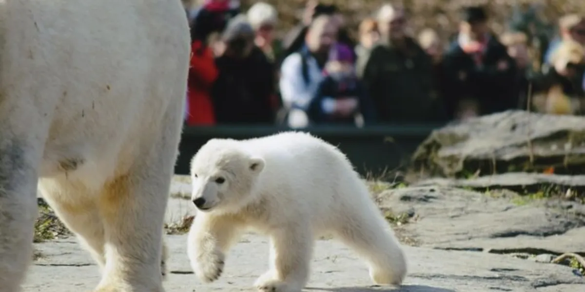 A Guide To Polar Bears In Manitoba