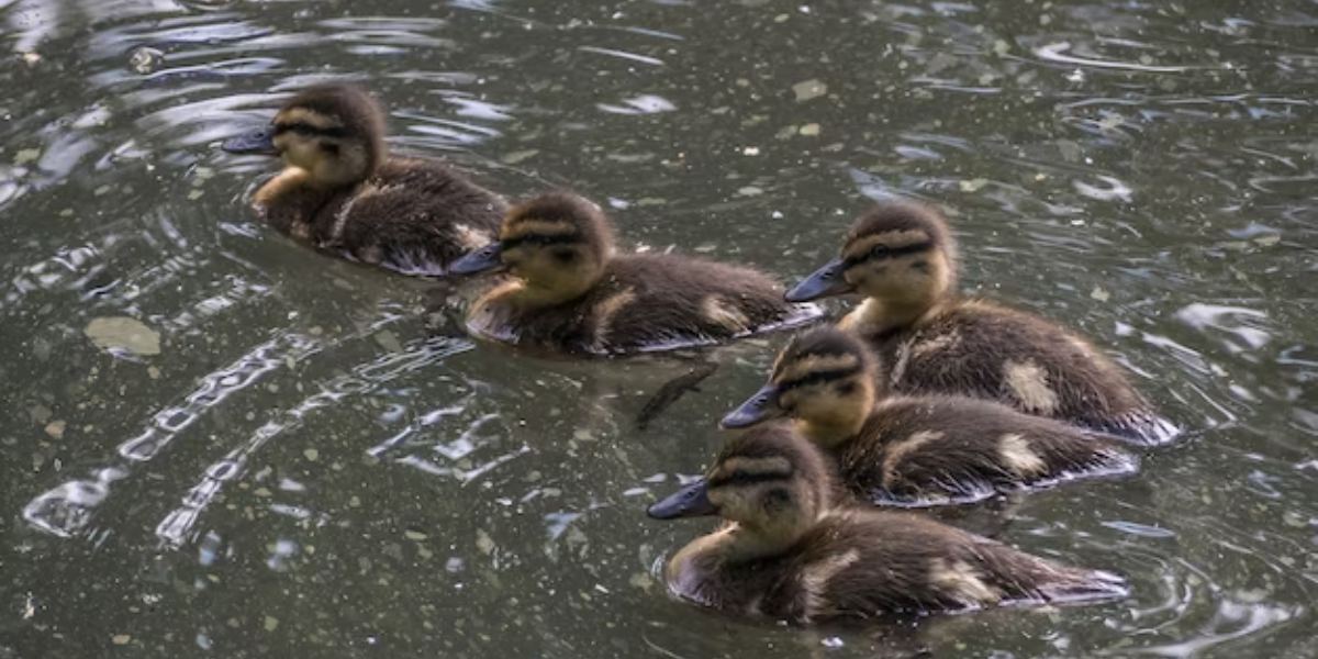 Wildlife In Canada: 11 Animals You Could Meet