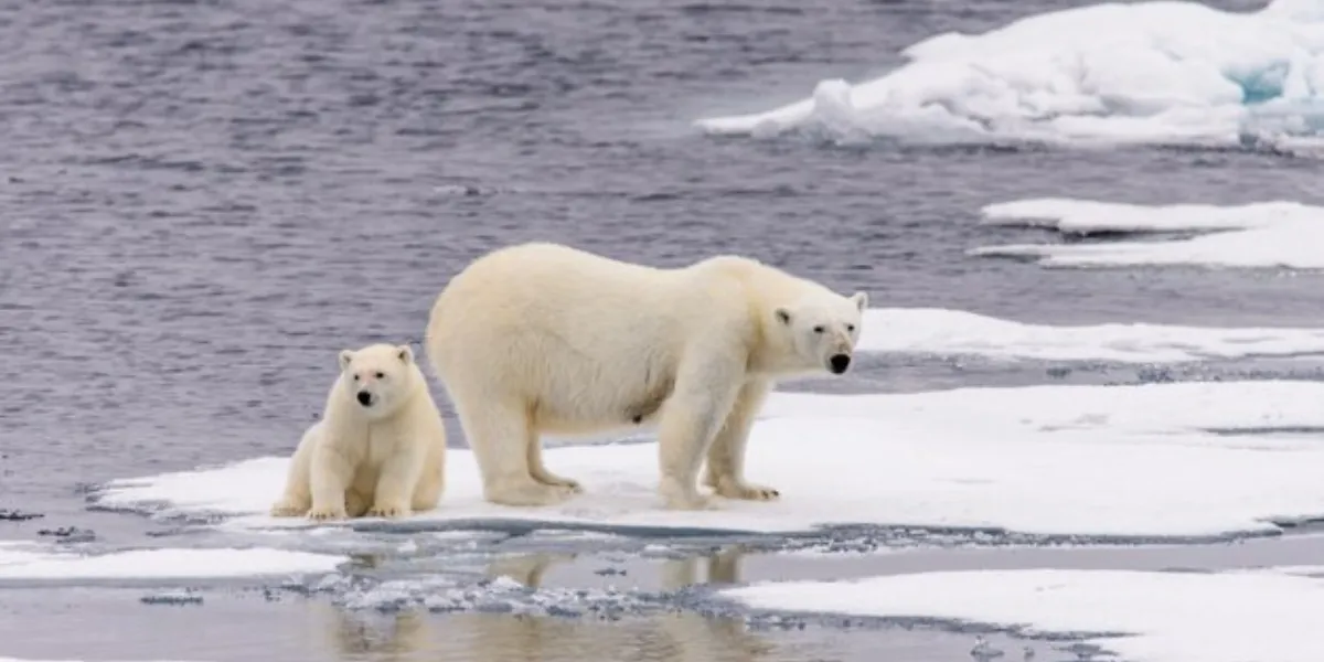 A Guide To Polar Bears In Manitoba